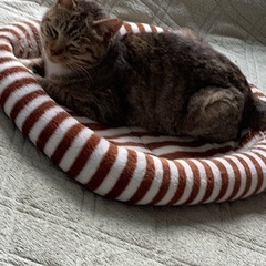 探し猫