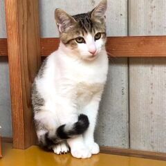 『メス、3ヶ月くらい』キュートな子猫キジシロちゃん