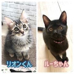 可愛い仔猫(トラ:男の子、黒:女の子)