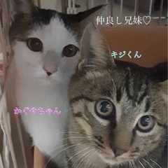 仲良し兄妹　キジくん・かぐやちゃん