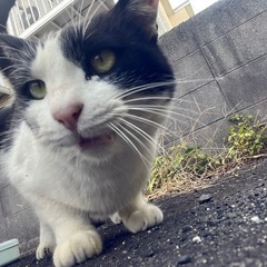 甘えん坊すぎる猫！野良猫さんだけど！