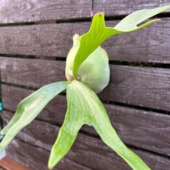 ビカクシダ　苔玉
