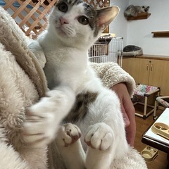 人や猫も大好きミルクくん