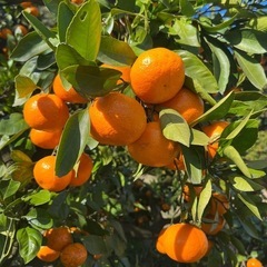 愛知県産みかん2キロ600円〜の画像