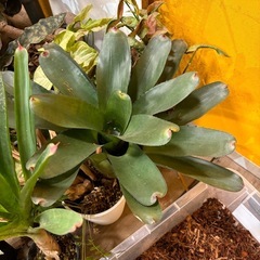 観葉植物　ブロメリア　シンゴニウム　アンスリウム
の画像