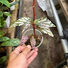 観葉植物　ブロメリア　シンゴニウム　アンスリウム
の画像