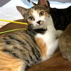 三毛猫【れもん♀】推定2024年5月生れ