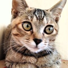 美猫【あまなつ♀】推定2024年5月生れ