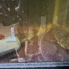 ポリプテルス至急引き取り手探してますの画像