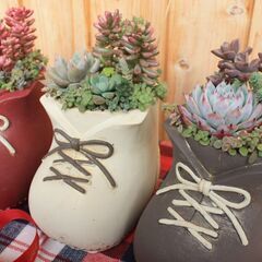 クリスマス多肉寄せ植えワークショップ - ワークショップ