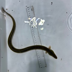 ウナギ約40センチ１匹の画像