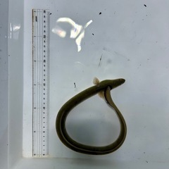 ウナギ約40センチ１匹の画像
