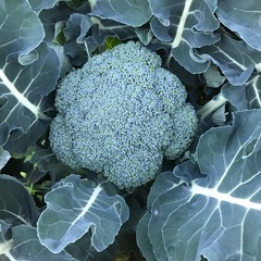 直売所　旬の野菜50円〜100円　ブロッコリー、長ネギ、大根、小松菜などの画像