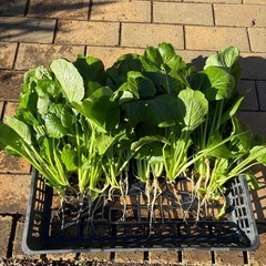直売所　旬の野菜50円〜100円　ブロッコリー、長ネギ、大根、小松菜などの画像
