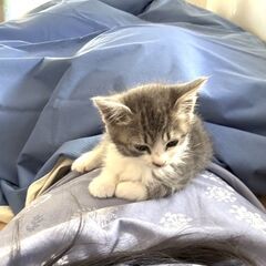 in春日井市☆子猫が沢山！保護猫をオウチに迎えよう☆2024年1...