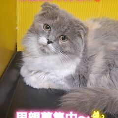 里親募集中！里親募集中！生後4ヶ月スコテッシュフォールド♀