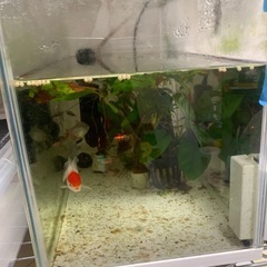 熱帯魚水槽一式
の画像
