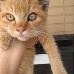 捨て猫です