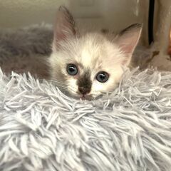 in岡崎市☆子猫たくさん！保護猫をオウチに迎えよう☆2024年1...