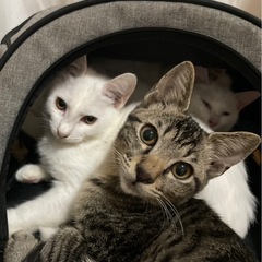 真っ白とキジトラの兄妹こねこです