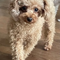 抱っこして欲しくて仕方ない　可愛いハニーちゃん