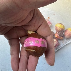 チューリップの球根(特選)の画像