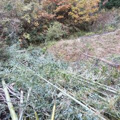 山の手入れ体験（竹の伐採） - その他
