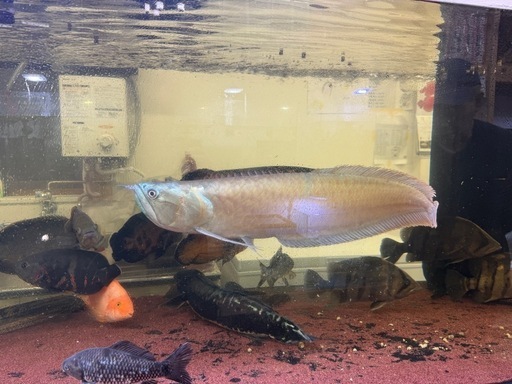 シルバーアロワナ 70cm前後　片目難あり