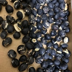 丹羽黒大豆B級品300g令和6年産　数量限定⭐️