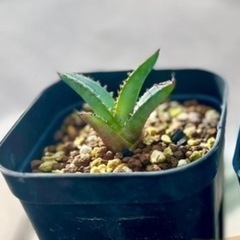 Agave titanota_アガベ チタノタ1子株　の画像