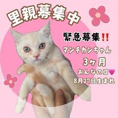 里親様決定 ｱﾘｶﾞﾄｳｺﾞｻﾞｲﾏｼﾀ!!🙇脚長マンチカンちゃ...