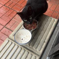くろねこちゃん   とても美猫です   