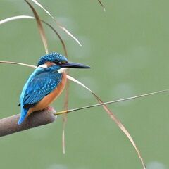 【野鳥観察会】境川遊水地探鳥会 ～寒さに負けず、バードウォッチン...
