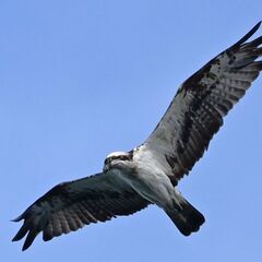 【野鳥観察会】境川遊水地探鳥会 ～寒さに負けず、バードウォッチングを楽しみましょう(^_-)-☆～ - 横浜市