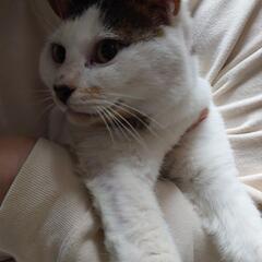 白に頭としっぽに模様のある可愛い猫です