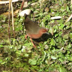 【野鳥観察会】境川遊水地探鳥会 ～寒さに負けず、バードウォッチングを楽しみましょう(^_-)-☆～ - その他