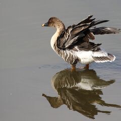 【野鳥観察会】境川遊水地探鳥会 ～寒さに負けず、バードウォッチングを楽しみましょう(^_-)-☆～ − 神奈川県