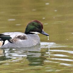 【野鳥観察会】境川遊水地探鳥会 ～寒さに負けず、バードウォッチングを楽しみましょう(^_-)-☆～ - イベント