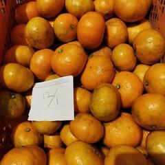 12月15日に販売🍊温州みかん