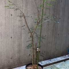 【急募】【無料】植木　観葉植物