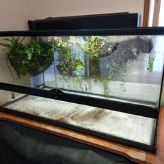 テラリウム　水槽　90cm  水草　セット
