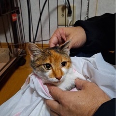 至急※短いしっぽの三毛