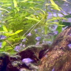 熱帯魚　ブルータイガーパロット幼魚　6匹　1000円