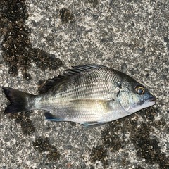 釣り好き堤防女性一緒にしませんか？