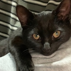 子猫【黒猫】の里親さんを探してます。