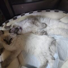 シャムぽい和猫 5ヶ月 オスとメス