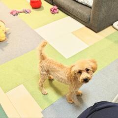 小型犬友達募集(女性限定) - 津島市
