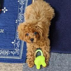 小型犬友達募集(女性限定)