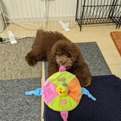 小型犬友達募集(女性限定) - 友達