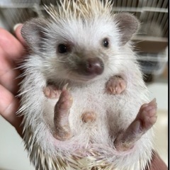 ハリネズミベビーと1才半の男の子女の子、ご家族様募集中